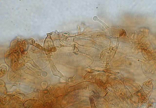 Galerina subexcentrica  spec.nov.